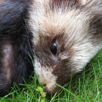 Ferret Polecat